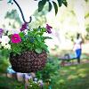 Hanging baskets delight and protect heads from the avo tree branch!