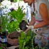 Sue's carefully selected lettuce