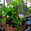 Hanging basket