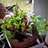 Hanging basket