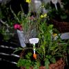 Hanging basket