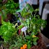 Hanging basket