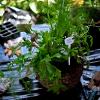 Hanging basket