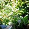 Hanging basket