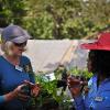 Gardening debates - Jenny and Natsai