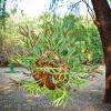 Staghorn Baubles